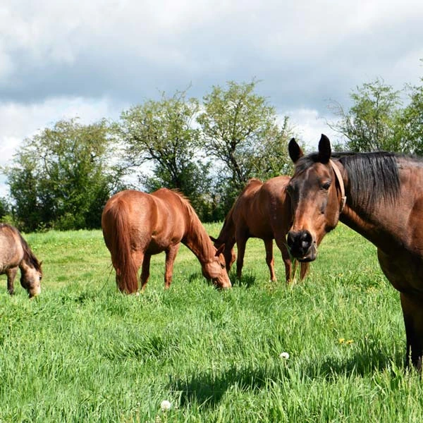 Pension pour chevaux à Aydat, Puy-de-Dôme